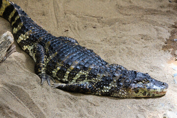 Alligator relaxing in Montreal Biodome