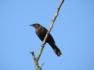 A female common grackle perched on a branch, under a blue sky, in Cecil County, Maryland.