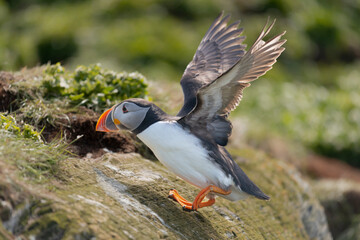Cute atlantic puffin - Fratercula arctica - landing on rock with spread wings and with green vegetation in background. Photo from Hornoya Island in Norway.