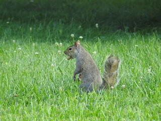 A hungry Eastern gray squirrel standing in the green grass, with a peanut in its mouth, Elkton, Cecil County, Maryland.