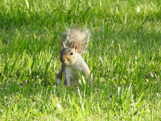 A playful gray squirrel sitting in the cool grass, in the shade, on a hot summer day in Cecil county, Maryland.