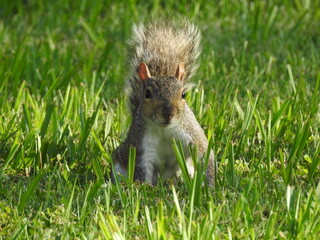 A playful Eastern gray squirrel sitting in the cool grass, in the shade, on a hot summer day in Cecil County, Maryland.