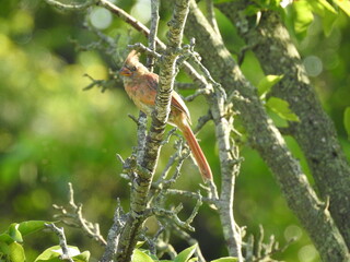 Fototapeta premium A female, Northern Cardinal, perched on a branch in Elkton, Cecil County, Maryland.