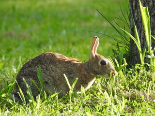 Eastern cottontail rabbit foraging for the tall stalks of green grass to eat, in Cecil County, Maryland.