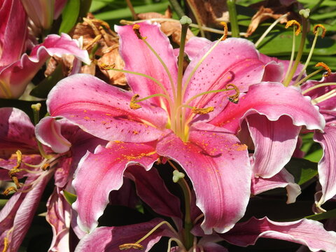 Beautiful Oriental lilies blooming in a garden in Cecil County, Maryland.