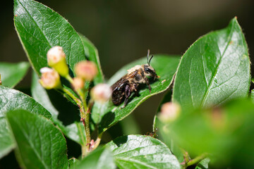 Bees in Flowers