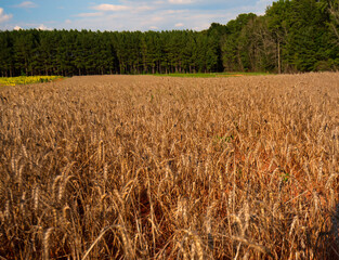 Naklejka premium A small wheat field with trees in the background.