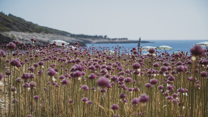 fiori d'aglio selvatico alle isole tremiti