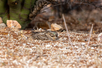 A lesser nighthawk, Chordeiles acutipennis sitting on her egg on a ground nest in the Sonoran Desert. Palo verde trees, prickly pear and rocks, along with stunning camouflage protect the bird nest.
