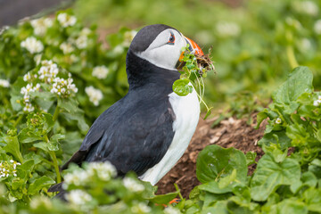 Cute atlantic puffin - Fratercula arctica - standing on grass with green vegetation in beak on green background. Photo from Hornoya Island in Norway.