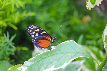 Fototapeta na wymiar Beautiful butterflies in Montreal Insectarium