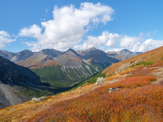 Minimalist autumn landscape with diagonal orange mountainside covered with dwarf birch. Minimal mountain scenery with slope of hill in golden sunlight in autumn time.