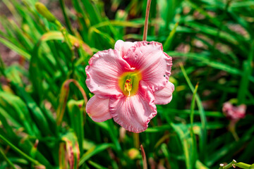 Daylily