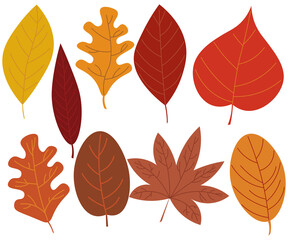 nature colored leaves from different trees