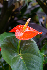 Anthurium