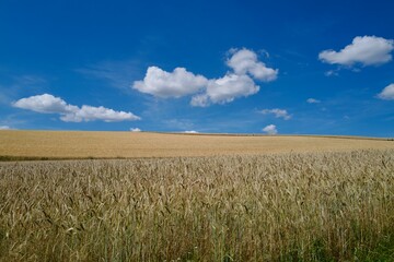 golden wheat field and sky