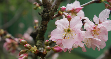 Pink sakura tree in the park