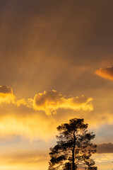 Beautiful monsoon skies above the Sonoran Desert, rays of light, sun beams shooting out from the clouds. Heaven like cloudscapes with dramatic colors and details in Tucson, Arizona, USA.