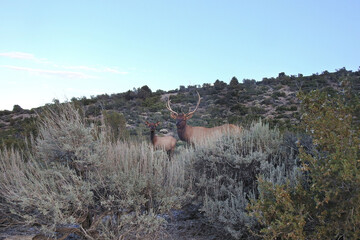 Male and female rocky mountain elk roaming the foothills of the Spring Mountains in the Cold Creek...