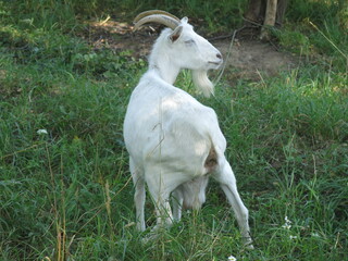 white goat with a collar grazes in the summer in the village