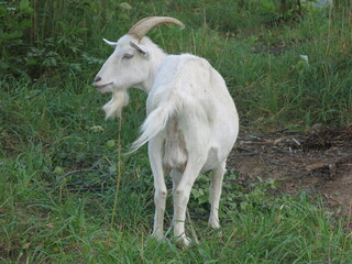Fototapeta premium white goat with a collar grazes in the summer in the village