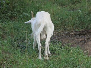 Obraz na płótnie Canvas white goat with a collar grazes in the summer in the village