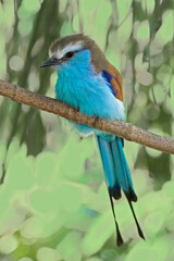 Racket-tailed Roller, Coracias spatulatus, perched