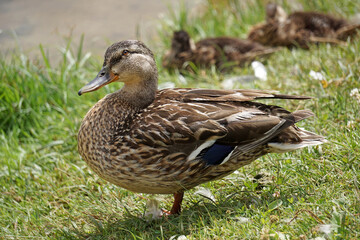 Mallard duck on grass, water in background