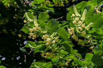 Blooming large-leaved linden (Tilia). Flowers of a blossoming linden tree on a blurred background. The concept of natural medicine, medicinal herbal teas, aromatherapy. Soft focus. Close-up.