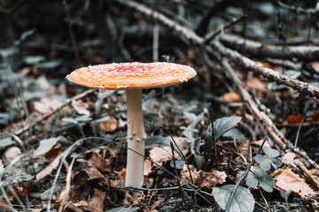 Fly agaric red. Red poisonous fly agaric in the forest. Close-up.