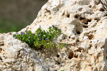 Green plants and flowers grow on rocks and rocks