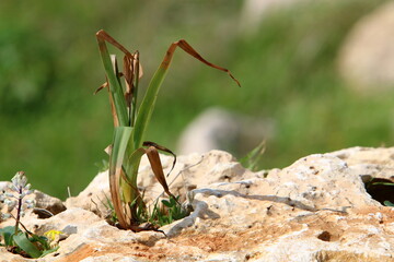 Green plants and flowers grow on rocks and rocks