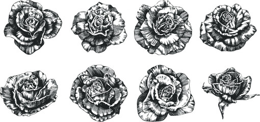 Rose flower outline vector. Hand drawn.