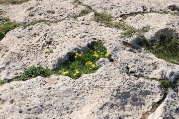 Green plants and flowers grow on rocks and rocks
