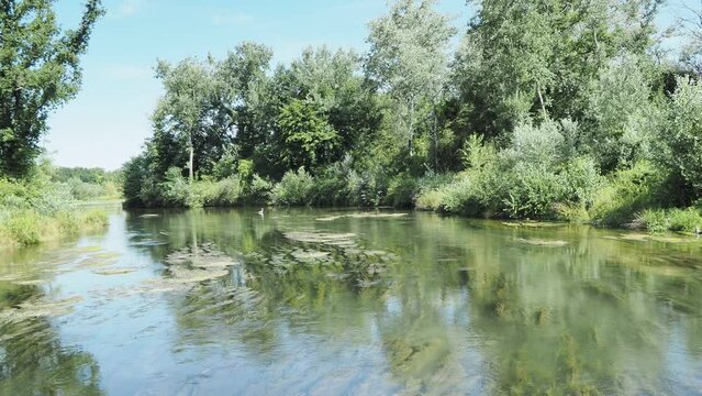 Naturschutzgebiet Rhein - Petite Camargue Alsacienne in den Auenwäldern des Rheins. Wasser des Kleinen Rhein zwischen Großer Elsässischer Kanal und südbadischen Rest-oder Alterhein