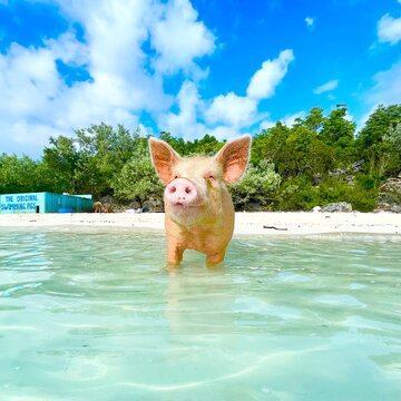 Pig on Bahamas Beach