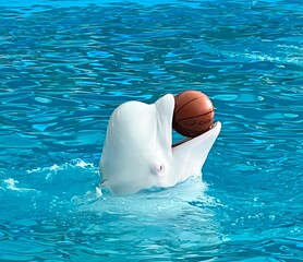 dolphin in blue water