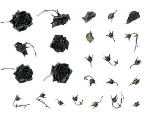 Dead black dry roses, cut out, set