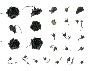 Dead black dry roses, cut out, set
