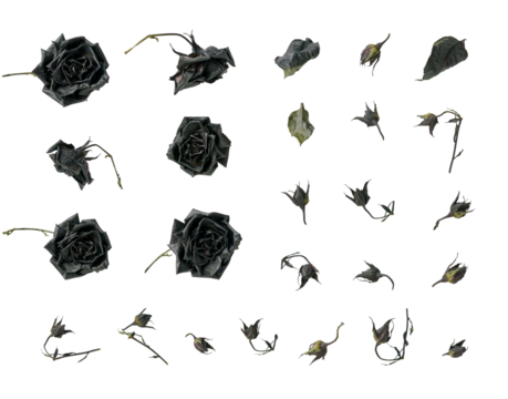 Dead black dry roses, cut out, set