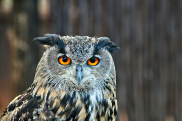 Yellow-eyed Owl in Africa