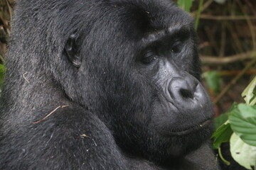 face of a mountain gorilla