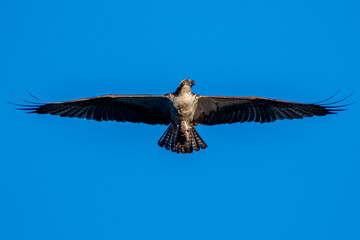 Osprey in flight with extended wingspan