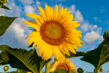 Blooming sunflowers at sunrise.