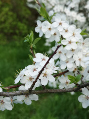Beautiful white cherry blossoms close up