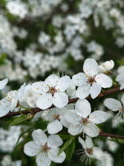 Beautiful white cherry blossoms close up