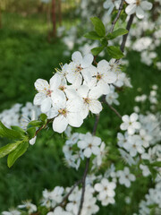 Beautiful white cherry blossoms close up