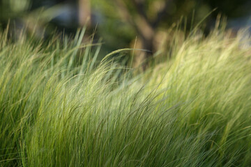 Green color herbs field in america