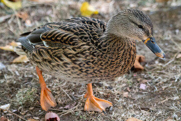 duck walking by a duck pond
