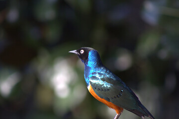 bird on a branch